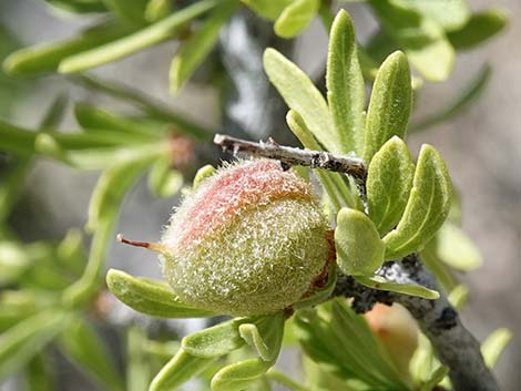 Desert Almond (Prunus fasciculata)