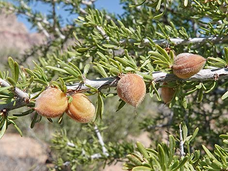 Desert Almond (Prunus fasciculata)