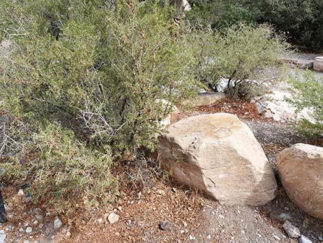 Desert Almond (Prunus fasciculata)