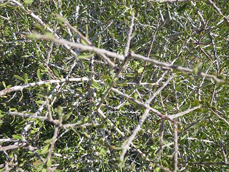 Desert Almond (Prunus fasciculata)