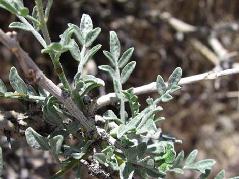 Fremont's Dalea (Psorothamnus fremontii)