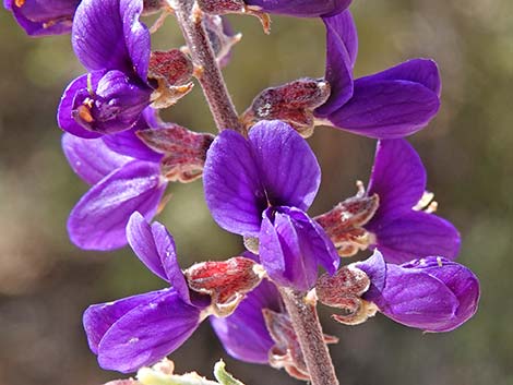 Fremont's Dalea (Psorothamnus fremontii)