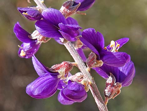 Fremont's Dalea (Psorothamnus fremontii)