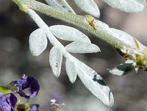 Fremont's Dalea (Psorothamnus fremontii)