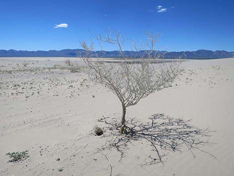 Fremont's Dalea (Psorothamnus fremontii)