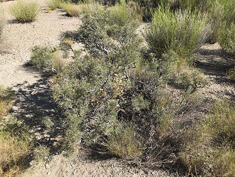 Fremont's Dalea (Psorothamnus fremontii)