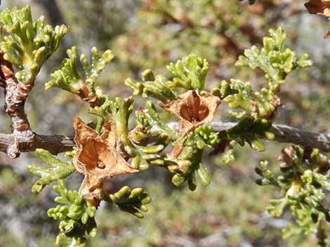 Stansbury Cliffrose (Purshia stansburiana)