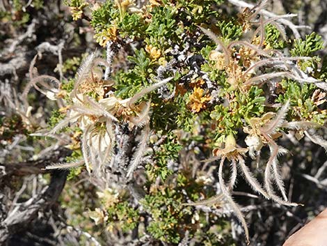 Stansbury Cliffrose (Purshia stansburiana)