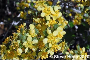 Antelope Bitterbrush (Purshia tridentata)