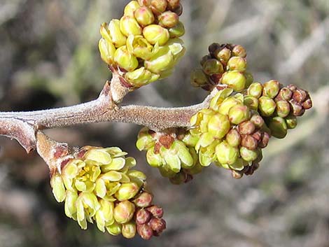 Skunkbush Sumac (Rhus trilobata)