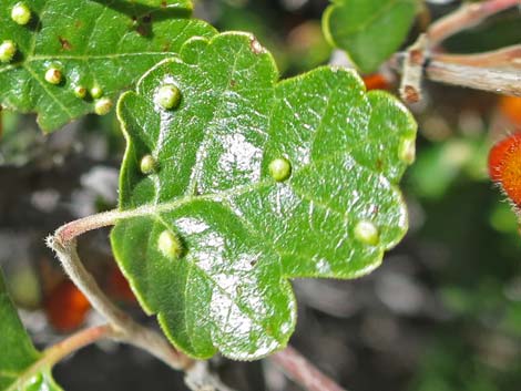 Skunkbush Sumac (Rhus trilobata)