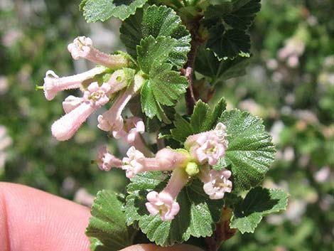 Wax Currant (Ribes cereum)