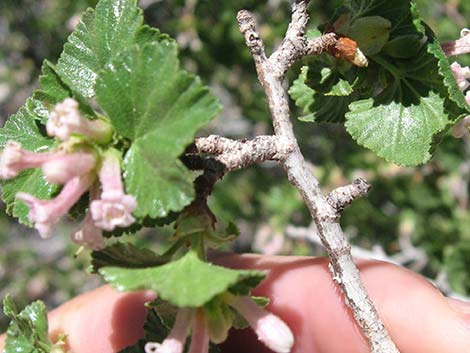 Wax Currant (Ribes cereum)