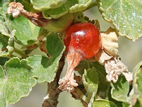 Wax Currant (Ribes cereum)