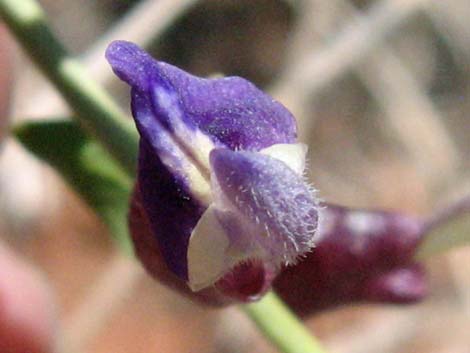 Mexican Bladdersage (Salazaria mexicana)