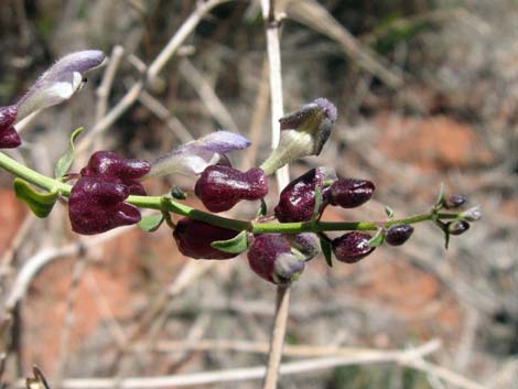 Mexican Bladdersage (Salazaria mexicana)