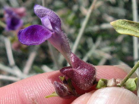 Mexican Bladdersage (Salazaria mexicana)