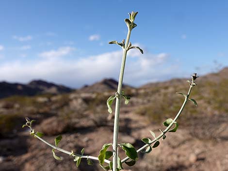 Mexican Bladdersage (Salazaria mexicana)