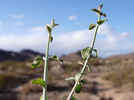 Mexican Bladdersage (Salazaria mexicana)