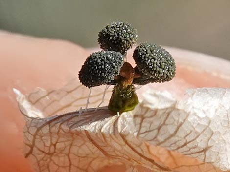 Mexican Bladdersage (Salazaria mexicana)