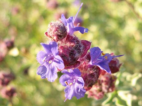 Purple Sage (Salvia dorrii)