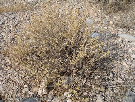 Purple Sage (Salvia dorrii)