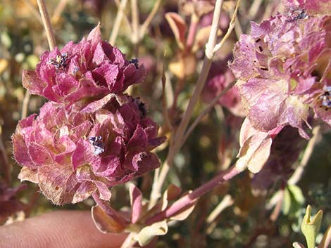 Purple Sage (Salvia dorrii)