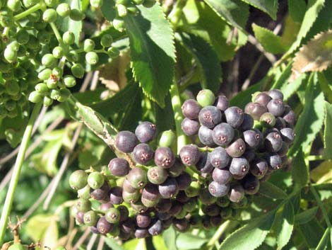 Blue Elderberry (Sambucus nigra)