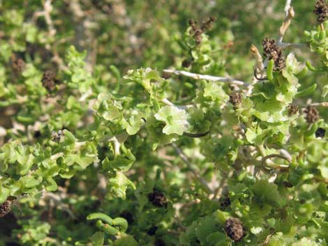 Greasewood (Sarcobatus vermiculatus)