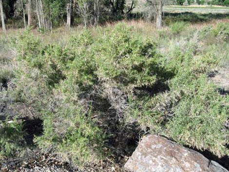 Greasewood (Sarcobatus vermiculatus)