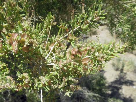 Greasewood (Sarcobatus vermiculatus)