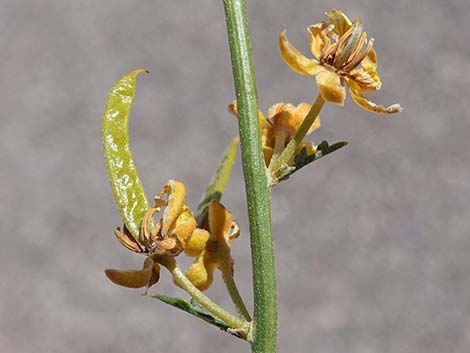 Desert Senna (Senna armata)