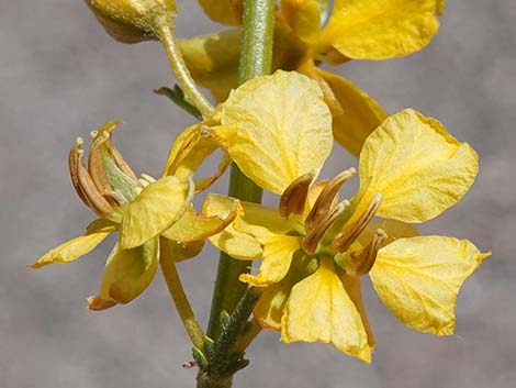 Desert Senna (Senna armata)