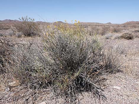 Desert Senna (Senna armata)