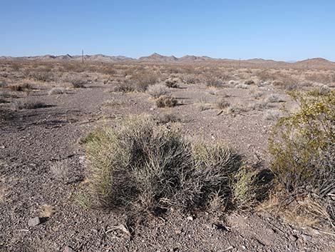 Desert Senna (Senna armata)