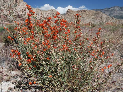 Desert Globemallow (Sphaeralcea ambigua)