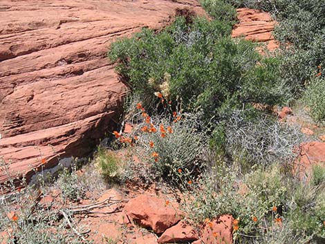 Desert Globemallow (Sphaeralcea ambigua)