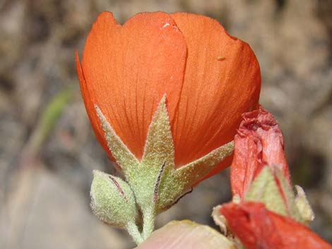 Desert Globemallow (Sphaeralcea ambigua)