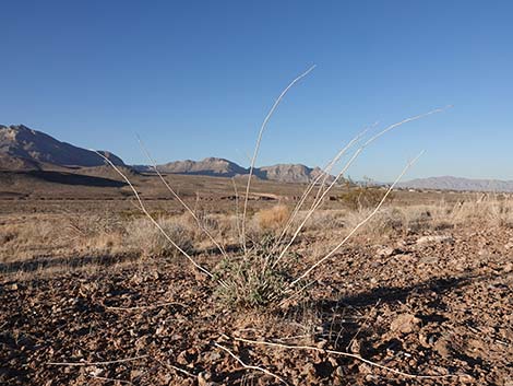 Desert Globemallow (Sphaeralcea ambigua)