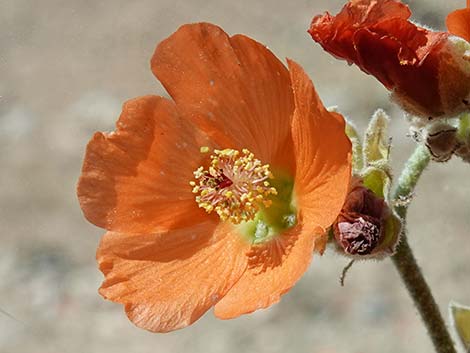 Desert Globemallow (Sphaeralcea ambigua)