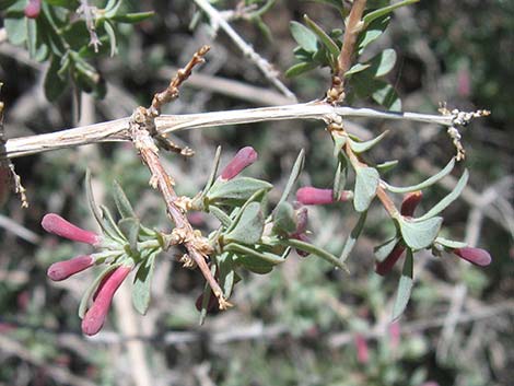 Desert Snowberry (Symphoricarpos longiflorus)