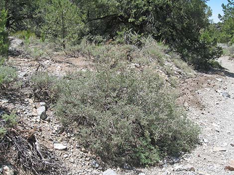 Desert Snowberry (Symphoricarpos longiflorus)