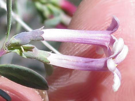 Desert Snowberry (Symphoricarpos longiflorus)