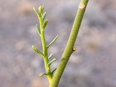 Turpentinebroom (Thamnosma montana)