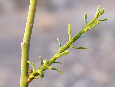 Turpentinebroom (Thamnosma montana)