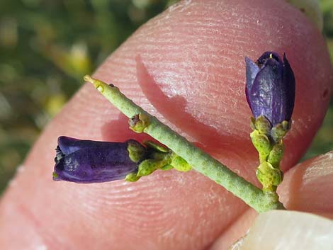 Turpentinebroom (Thamnosma montana)