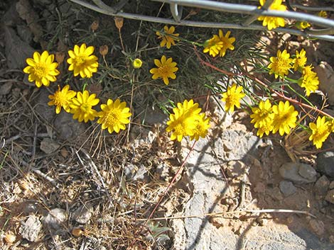 Fiveneedle Pricklyleaf (Thymophylla pentachaeta)