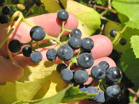 Canyon Grape (Vitis arizonica)