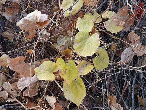 Canyon Grape (Vitis arizonica)