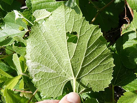 Canyon Grape (Vitis arizonica)